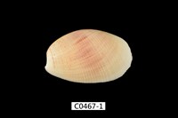 藏品(粗米螺)的圖片